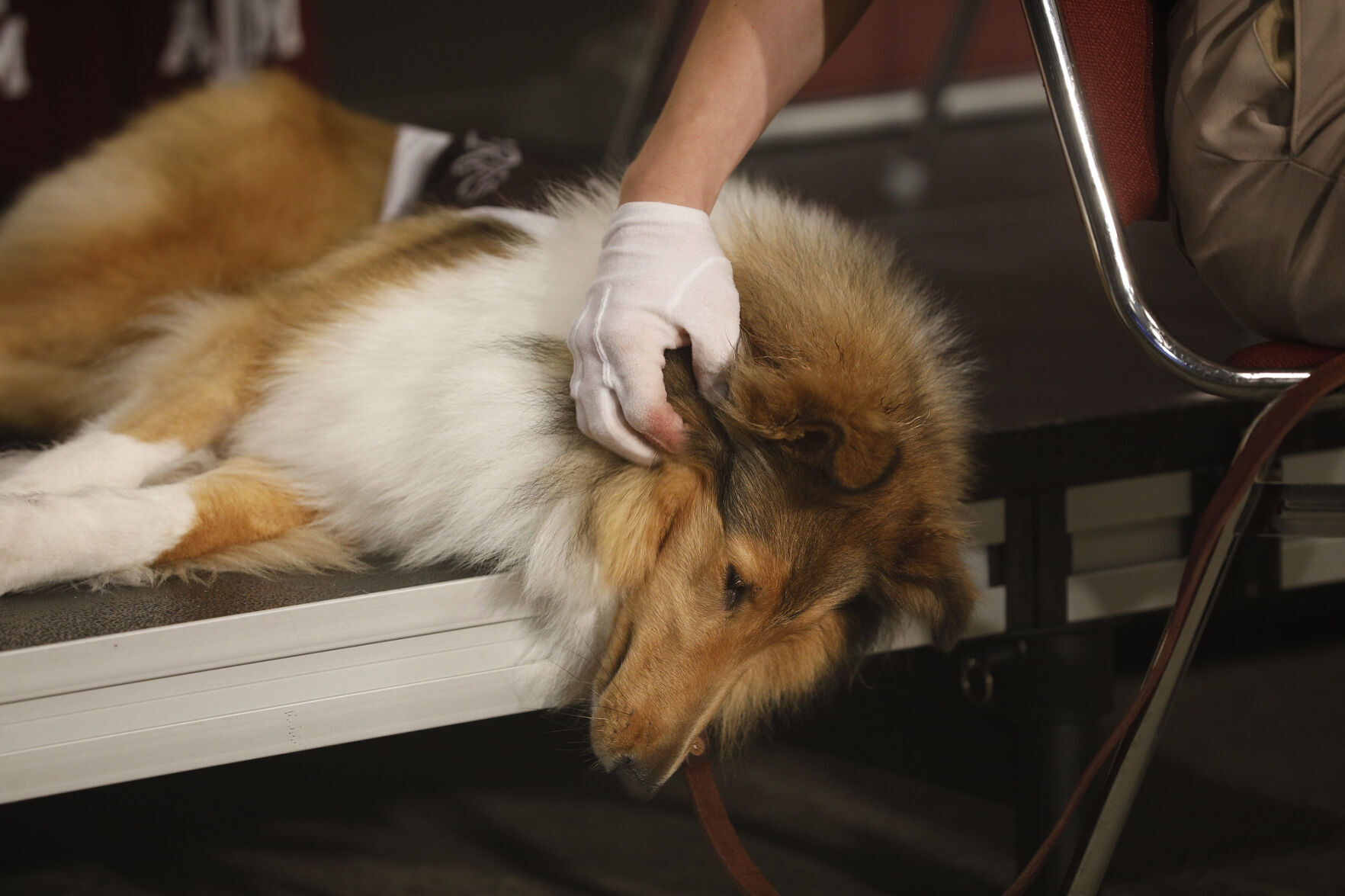 Reveille X